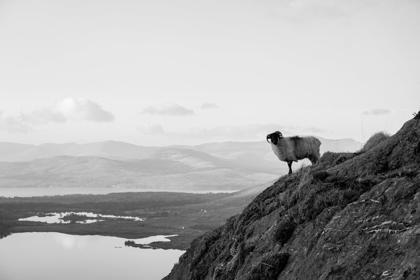 Nosy