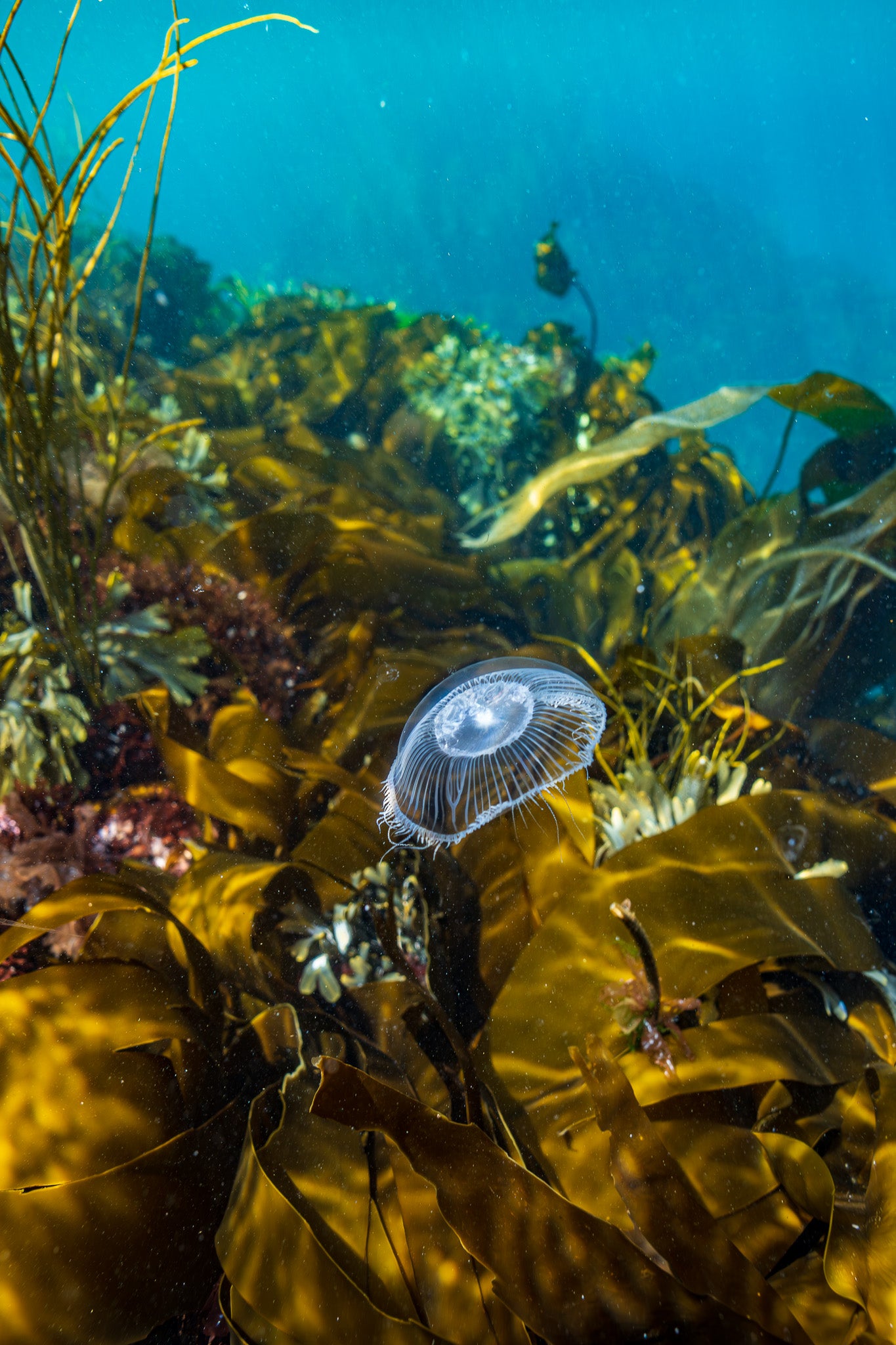 Crystal Clear