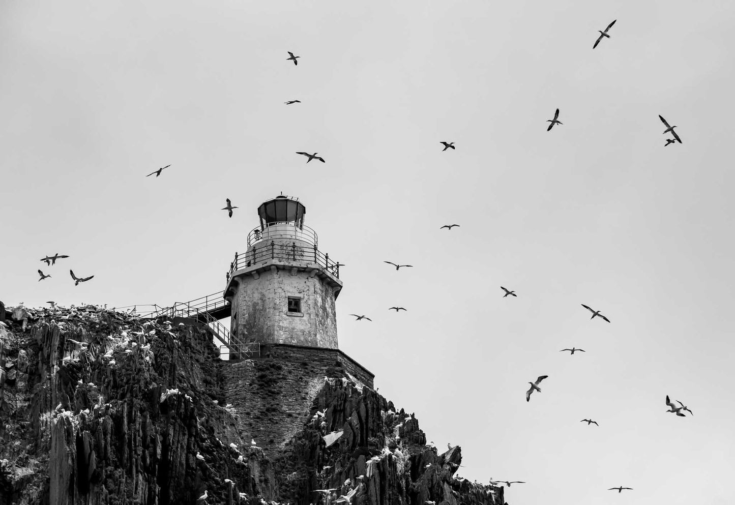 Gannets over Bull Rock Lighthouse